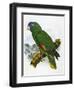 Red-Necked Amazon Parrot-William T. Cooper-Framed Giclee Print