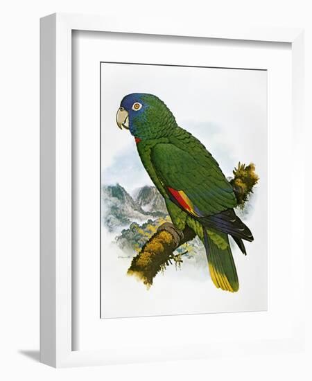 Red-Necked Amazon Parrot-William T. Cooper-Framed Giclee Print