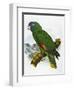 Red-Necked Amazon Parrot-William T. Cooper-Framed Giclee Print