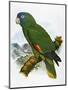 Red-Necked Amazon Parrot-William T. Cooper-Mounted Giclee Print
