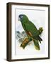Red-Necked Amazon Parrot-William T. Cooper-Framed Giclee Print