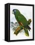 Red-Necked Amazon Parrot-William T. Cooper-Framed Stretched Canvas