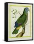 Red-Necked Amazon-Georges-Louis Buffon-Framed Stretched Canvas