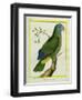 Red-Necked Amazon-Georges-Louis Buffon-Framed Giclee Print