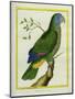 Red-Necked Amazon-Georges-Louis Buffon-Mounted Giclee Print