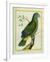 Red-Necked Amazon-Georges-Louis Buffon-Framed Giclee Print