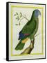 Red-Necked Amazon-Georges-Louis Buffon-Framed Stretched Canvas