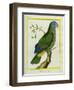 Red-Necked Amazon-Georges-Louis Buffon-Framed Premium Giclee Print