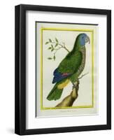 Red-Necked Amazon-Georges-Louis Buffon-Framed Premium Giclee Print