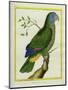 Red-Necked Amazon-Georges-Louis Buffon-Mounted Premium Giclee Print