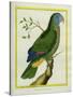 Red-Necked Amazon-Georges-Louis Buffon-Stretched Canvas