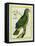 Red-Necked Amazon-Georges-Louis Buffon-Framed Stretched Canvas