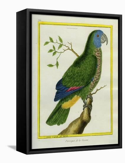 Red-Necked Amazon-Georges-Louis Buffon-Framed Stretched Canvas