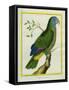 Red-Necked Amazon-Georges-Louis Buffon-Framed Stretched Canvas