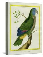 Red-Necked Amazon-Georges-Louis Buffon-Stretched Canvas