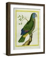 Red-Necked Amazon-Georges-Louis Buffon-Framed Giclee Print