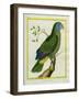 Red-Necked Amazon-Georges-Louis Buffon-Framed Giclee Print