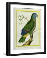 Red-Necked Amazon-Georges-Louis Buffon-Framed Giclee Print