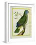 Red-Necked Amazon-Georges-Louis Buffon-Framed Giclee Print