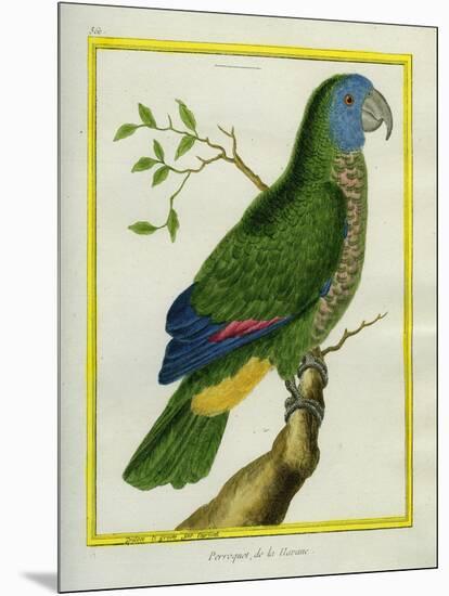 Red-Necked Amazon-Georges-Louis Buffon-Mounted Giclee Print