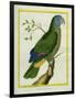 Red-Necked Amazon-Georges-Louis Buffon-Framed Giclee Print