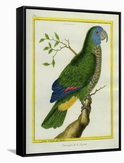 Red-Necked Amazon-Georges-Louis Buffon-Framed Stretched Canvas