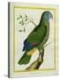 Red-Necked Amazon-Georges-Louis Buffon-Stretched Canvas