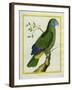 Red-Necked Amazon-Georges-Louis Buffon-Framed Giclee Print