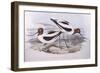 Red-Necked Avocet (Recurvirostra Novaehollandiae)-John Gould-Framed Giclee Print