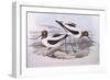 Red-Necked Avocet (Recurvirostra Novaehollandiae)-John Gould-Framed Giclee Print