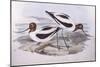 Red-Necked Avocet (Recurvirostra Novaehollandiae)-John Gould-Mounted Giclee Print