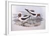 Red-Necked Avocet (Recurvirostra Novaehollandiae)-John Gould-Framed Giclee Print