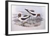 Red-Necked Avocet (Recurvirostra Novaehollandiae)-John Gould-Framed Giclee Print