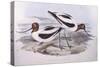 Red-Necked Avocet (Recurvirostra Novaehollandiae)-John Gould-Stretched Canvas