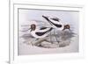 Red-Necked Avocet (Recurvirostra Novaehollandiae)-John Gould-Framed Giclee Print