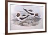 Red-Necked Avocet (Recurvirostra Novaehollandiae)-John Gould-Framed Giclee Print