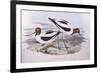 Red-Necked Avocet (Recurvirostra Novaehollandiae)-John Gould-Framed Giclee Print