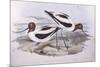 Red-Necked Avocet (Recurvirostra Novaehollandiae)-John Gould-Mounted Giclee Print