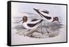 Red-Necked Avocet (Recurvirostra Novaehollandiae)-John Gould-Framed Stretched Canvas