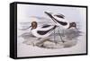 Red-Necked Avocet (Recurvirostra Novaehollandiae)-John Gould-Framed Stretched Canvas