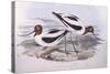 Red-Necked Avocet (Recurvirostra Novaehollandiae)-John Gould-Stretched Canvas