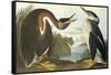 Red-Necked Grebe-John James Audubon-Framed Stretched Canvas