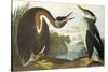 Red-Necked Grebe-John James Audubon-Stretched Canvas