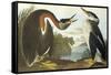 Red-Necked Grebe-John James Audubon-Framed Stretched Canvas