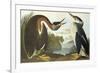 Red-Necked Grebe-John James Audubon-Framed Premium Giclee Print