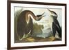 Red-Necked Grebe-John James Audubon-Framed Premium Giclee Print