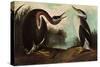 Red-Necked Grebe-John James Audubon-Stretched Canvas