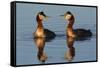 Red Necked Grebes Calling-Ken Archer-Framed Stretched Canvas