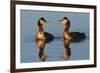 Red Necked Grebes Calling-Ken Archer-Framed Photographic Print