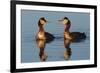 Red Necked Grebes Calling-Ken Archer-Framed Photographic Print